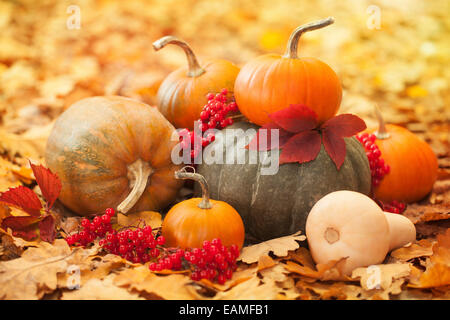 Citrouilles dans un jardin Banque D'Images