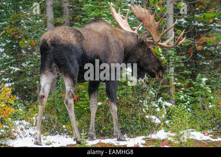 Bull sauvages canadiennes orignal avec bois sur un bord de route de la promenade dans la neige en automne. Banque D'Images