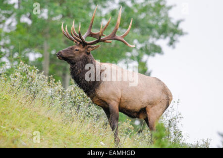 Bois sauvage mâle pendant la saison du rut, Banff National Park Alberta Canada Banque D'Images