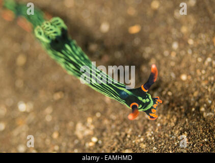 Nudibranche de ramper sur le plancher océanique Banque D'Images