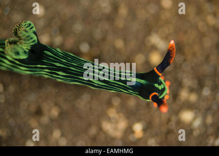 Nudibranche de ramper sur le plancher océanique Banque D'Images