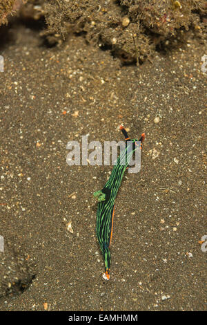 Nudibranche de ramper sur le plancher océanique Banque D'Images