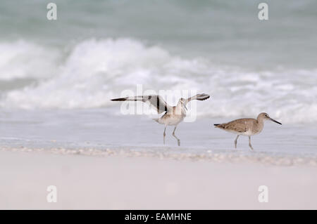 Willet, Tringa semipalmata, sur la plage et dans les vagues de la côte ouest, du golfe du Mexique, au Fort de Soto, Florida, USA Banque D'Images