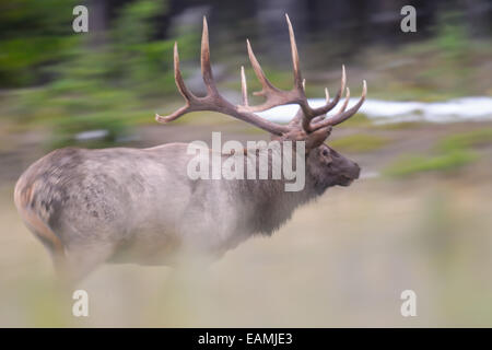 Bois sauvage mâle pendant la saison du rut, Banff National Park Alberta Canada Banque D'Images