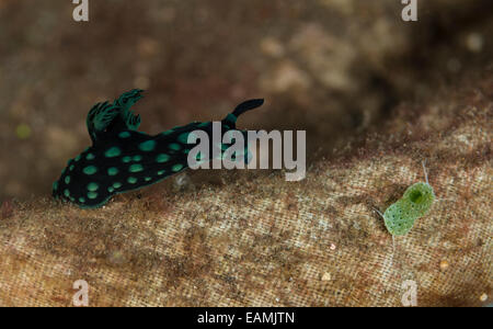 Nudibranche de ramper sur le plancher océanique Banque D'Images