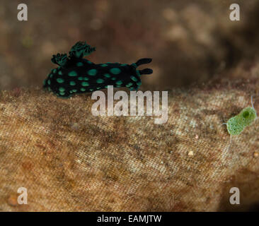 Nudibranche de ramper sur le plancher océanique Banque D'Images