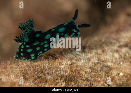 Nudibranche de ramper sur le plancher océanique Banque D'Images