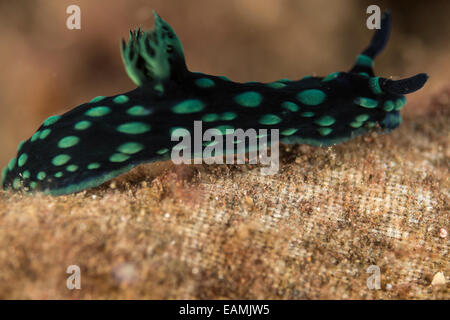 Nudibranche de ramper sur le plancher océanique Banque D'Images