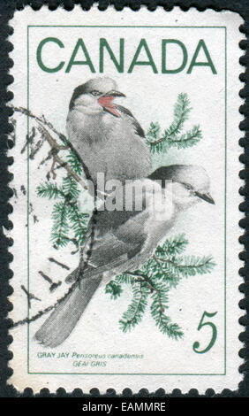 CANADA - circa 1968 : timbre-poste imprimé au Canada montre un oiseau des geais gris (Perisoreus canadensis), vers 1968 Banque D'Images