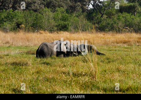 L'éléphant, le plus grand mammifère terrestre vivant deux demi submergés dans un marais cachée par les roseaux Banque D'Images