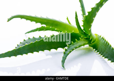 L'Aloe Vera feuilles sur fond blanc Banque D'Images
