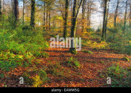 Bel Automne bois près de Bodmin à Cornwall Banque D'Images
