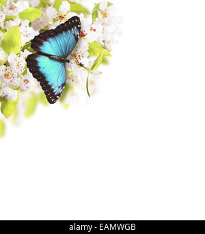 Arrière-plan de printemps avec apple tree fleurs et papillons exotiques, isolé sur fond blanc. Espace libre pour le texte. Banque D'Images