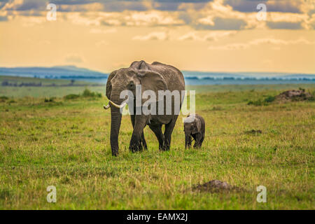 Mère elephant (Loxodonta africana) avec un bébé, Maasai Mara National Reserve, Kenya Banque D'Images