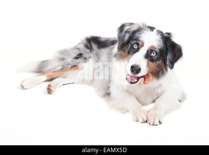 Austrailian berger avec la couleur bleu merle in front of white background Banque D'Images