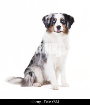 Austrailian berger avec la couleur bleu merle in front of white background Banque D'Images