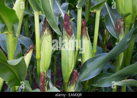 Une culture de maïs, Cheshire, Royaume-Uni. La photo illustre trois cobs qui ont les soies totalement émergées et début à la mi s/n Banque D'Images