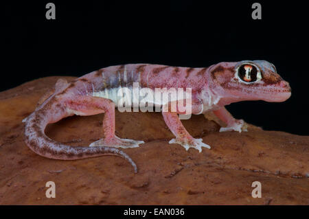 Gecko, pourvu de / Pachydactylus rangei Banque D'Images