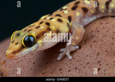 Tiger gecko (Pachydactylus tigrinus) Banque D'Images