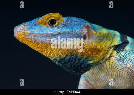 Lézard Bleu Baja / Petrosaurus thalassinus Banque D'Images