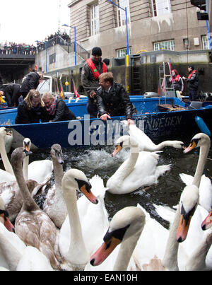 Hambourg, Allemagne. 18 Nov, 2014. Olaf gardien Swan Niess (R) et ses assistants recueillir les cygnes à l'hôtel de ville de verrouillage sur le lac Alster, à l'Hôtel de ville de Hambourg, Allemagne, 18 novembre 2014. L'Alster cygnes vont passer l'hiver dans l'étang. Muehlenteich Eppendorf Dpa : Crédit photo alliance/Alamy Live News Banque D'Images