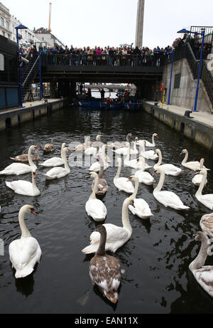 Hambourg, Allemagne. 18 Nov, 2014. Les cygnes sont réunis à l'hôtel de ville de verrouillage sur le lac Alster, à l'Hôtel de ville de Hambourg, Allemagne, 18 novembre 2014. L'Alster cygnes vont passer l'hiver dans l'étang. Muehlenteich Eppendorf Dpa : Crédit photo alliance/Alamy Live News Banque D'Images