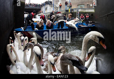 Hambourg, Allemagne. 18 Nov, 2014. Olaf gardien Swan Niess (R) et ses assistants recueillir les cygnes à l'hôtel de ville de verrouillage sur le lac Alster, à l'Hôtel de ville de Hambourg, Allemagne, 18 novembre 2014. L'Alster cygnes vont passer l'hiver dans l'étang. Muehlenteich Eppendorf Dpa : Crédit photo alliance/Alamy Live News Banque D'Images