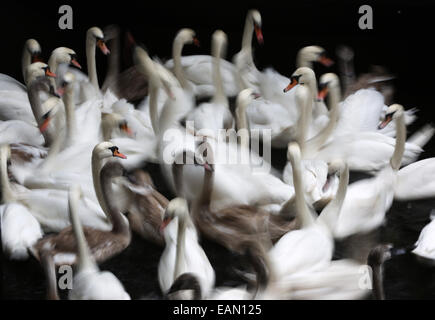 Hambourg, Allemagne. 18 Nov, 2014. Les cygnes sont réunis à l'hôtel de ville de verrouillage sur le lac Alster, à l'Hôtel de ville de Hambourg, Allemagne, 18 novembre 2014. L'Alster cygnes vont passer l'hiver dans l'étang. Muehlenteich Eppendorf Dpa : Crédit photo alliance/Alamy Live News Banque D'Images