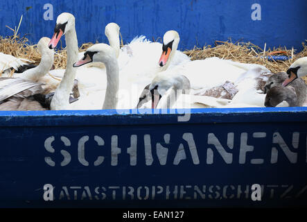 Hambourg, Allemagne. 18 Nov, 2014. Les cygnes s'asseoir dans un bateau à l'hôtel de ville de verrouillage sur le lac Alster, à l'Hôtel de ville de Hambourg, Allemagne, 18 novembre 2014. L'Alster cygnes vont passer l'hiver dans l'étang. Muehlenteich Eppendorf Dpa : Crédit photo alliance/Alamy Live News Banque D'Images