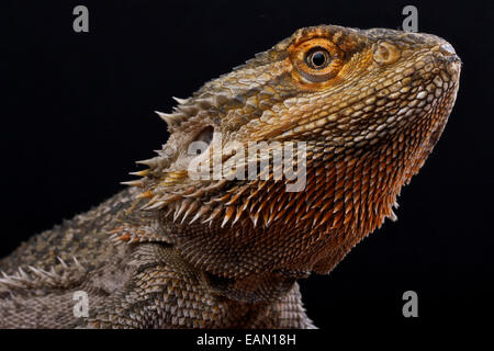 Dragon barbu / Pogona vitticeps Banque D'Images