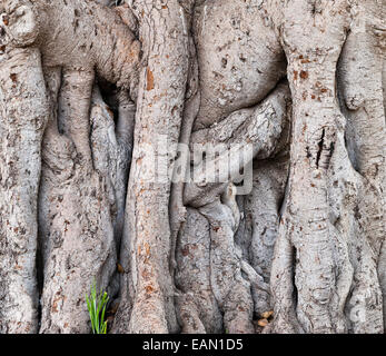 Malte. L'Argotti Botanical Gardens, Floriana, créé en 1805. Un Ficus benjamina (Figuier Pleureur) Banque D'Images