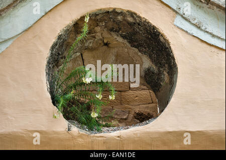 Malte. L'Argotti Botanical Gardens, Floriana, créé en 1805. Plante poussant dans une fenêtre ronde Banque D'Images
