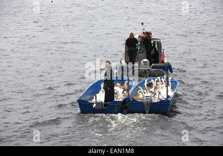 Hambourg, Allemagne. 18 Nov, 2014. Olaf gardien Swan Niess (L) et ses aides les cygnes de transport à leur maison d'hiver sur les rives du lac Alster, à l'Hôtel de ville de Hambourg, Allemagne, 18 novembre 2014. L'Alster cygnes vont passer l'hiver dans l'étang. Muehlenteich Eppendorf Dpa : Crédit photo alliance/Alamy Live News Banque D'Images