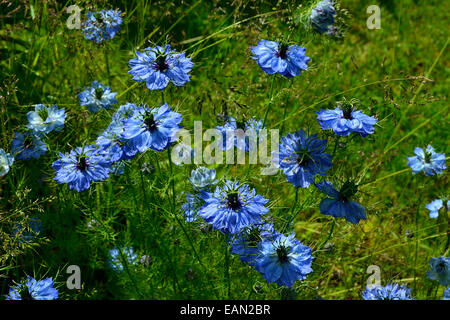 L'amour dans le brouillard, Nigella damascena fleur en fleur. Banque D'Images