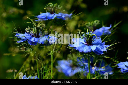 L'amour dans le brouillard, Nigella damascena fleur en fleur. Banque D'Images