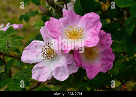 Rosa Gallica, trois fleurs en fleurs dans un jardin de roses (France). Banque D'Images