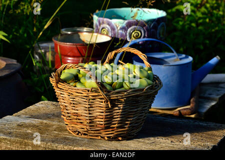 Récolter les fèves (Vicia faba) dans un panier, dans un potager. Banque D'Images