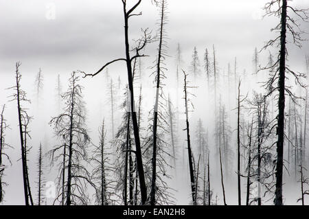 Pins et sapins brûlés dans l'incendie de 1988 avec matin brouillard au sol ; le parc national de Yellowstone, Wyoming. Banque D'Images