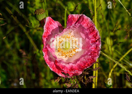 Coquelicot Papaver rhoeas rose 'Shirley', en fleurs. Banque D'Images