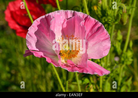 Coquelicot Papaver rhoeas rose 'Shirley', en fleurs. Banque D'Images