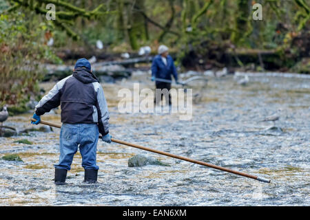 Homme des Premières nations attendent d'lance le saumon kéta dans Goldstream Rive au cours de l'automne runr-parc provincial Goldstream, Victoria, Colo. Banque D'Images