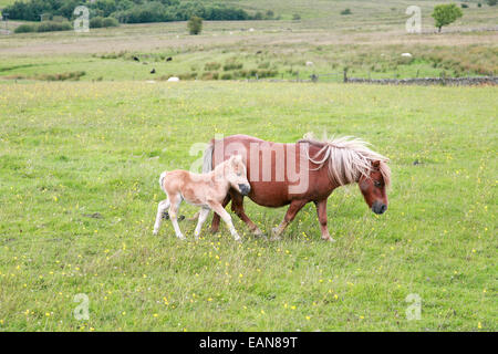 Poney Shetland et son poulain dans le champ Banque D'Images