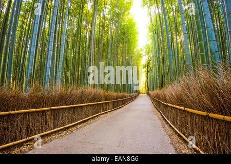 Kyoto, Japon forêt de bambous. Banque D'Images