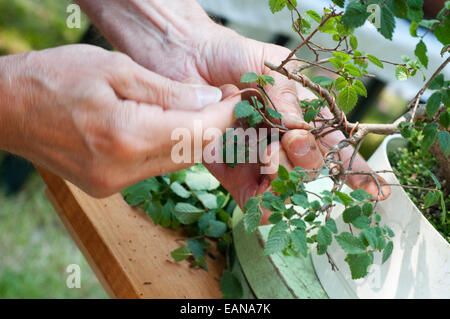 Plante Bonsai tendance Banque D'Images