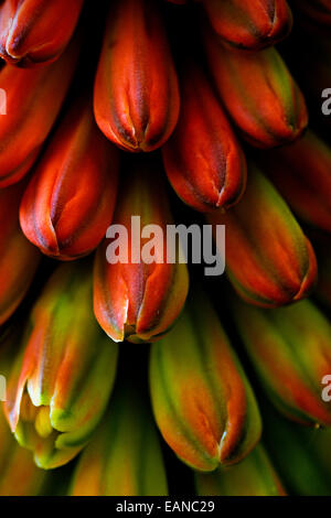 Fleur - Red Hot Poker ou Kniphofia Linearifolia Banque D'Images