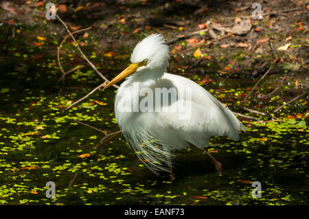 Intermediate Egret Ardea intermedia à Marlgu Billabong près de Wyndham, WA, Australie Banque D'Images