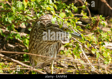 Juvenile Nankeen Night Heron Nycticorax caledonicus, à Marlgu Billabong près de Wyndham, WA, Australie Banque D'Images