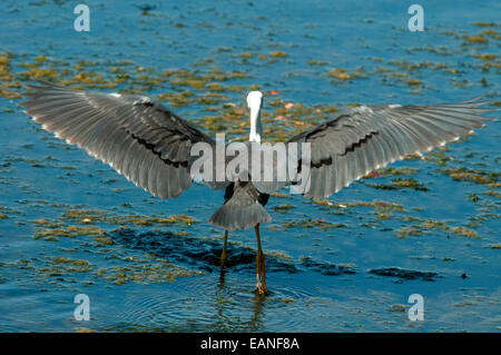 Pied pour mineurs, Heron Ardea picata à Marlgu Billabong près de Wyndham, WA, Australie Banque D'Images