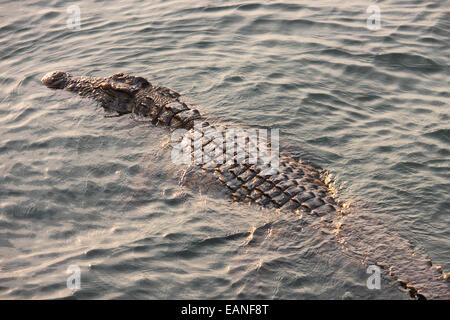 Un crocodile à demi submergé de nager dans une rivière. Banque D'Images