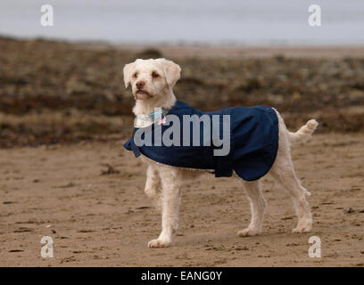 Labradoodle miniatures sur la plage portant un manteau, Devon, UK Banque D'Images